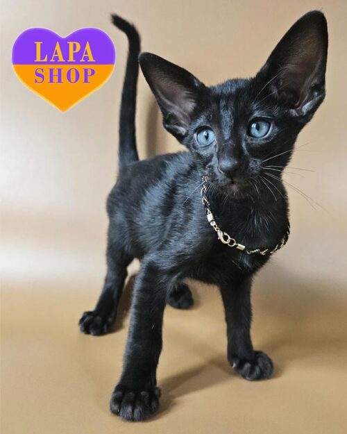 Alf — элегантный ориентальный котенок в роскошной черной шубке