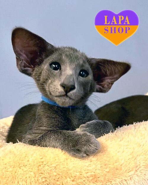 голубой ориентал