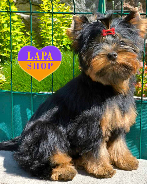 йоркширський тер'єр стандартного забарвлення