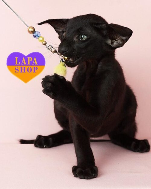 чорний орієнтал