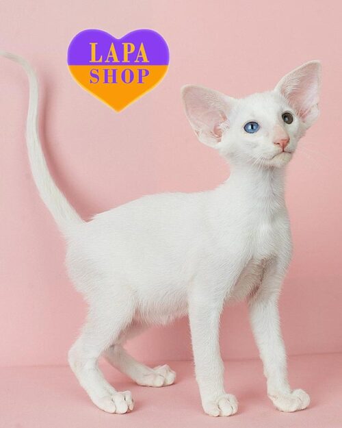 білосніжний орієнтал