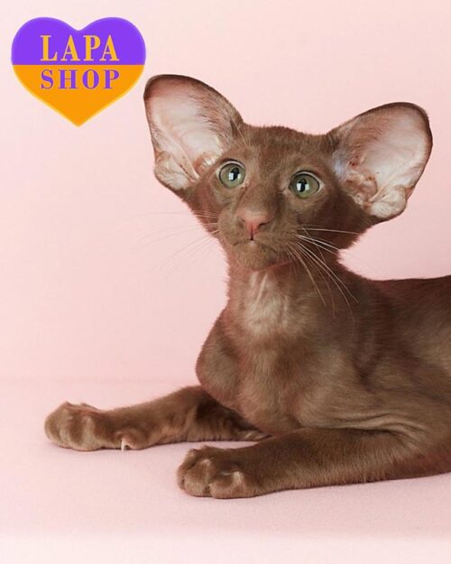 коричневий орієнтал