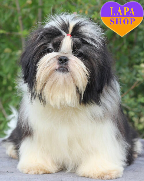 ши-тцу бело-соболиного окраса