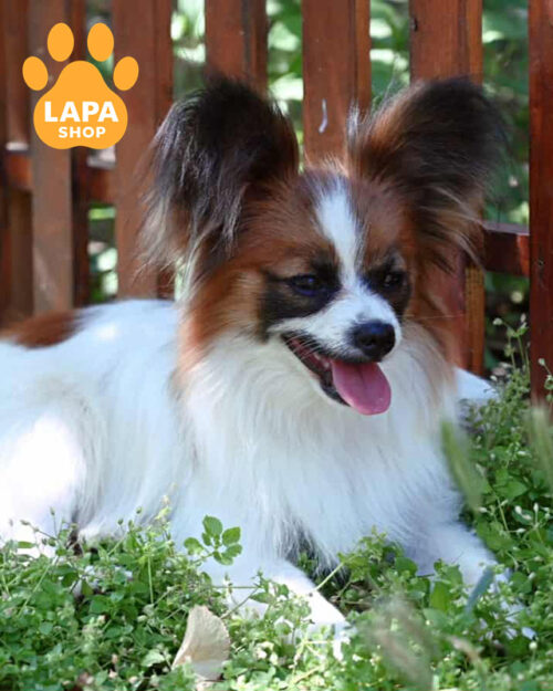 білий папільон