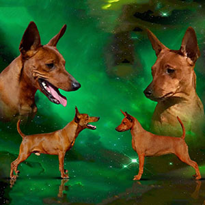 Elius-Elizar — рыжий красавец породы цвергпинчер parents 5