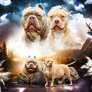 Шоколадна дівчинка породи американський буллі чекає на свою родину parents 9