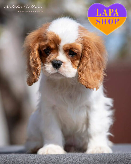 кавалер кінг чарльз спанієль бленхейм забарвлення