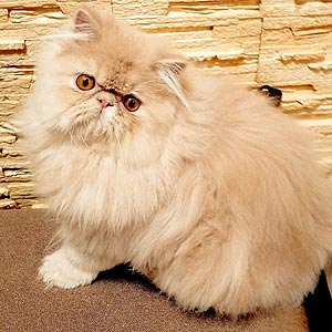 Багіра — чарівна перська кішечка з неймовірним шоу темпераментом в черепаховій шубці per dad 2