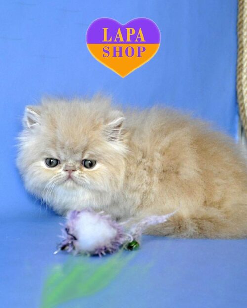 кремовая персидская кошка