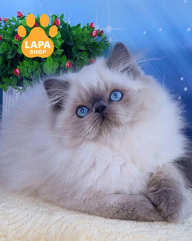 пойнтовый персидский котенок