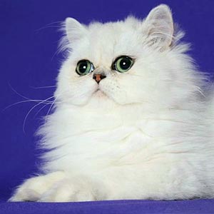 Viktor — вишукане кошеня породи екзот в сріблястій шубці per mom 1