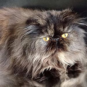 Багіра — чарівна перська кішечка з неймовірним шоу темпераментом в черепаховій шубці per mom 3