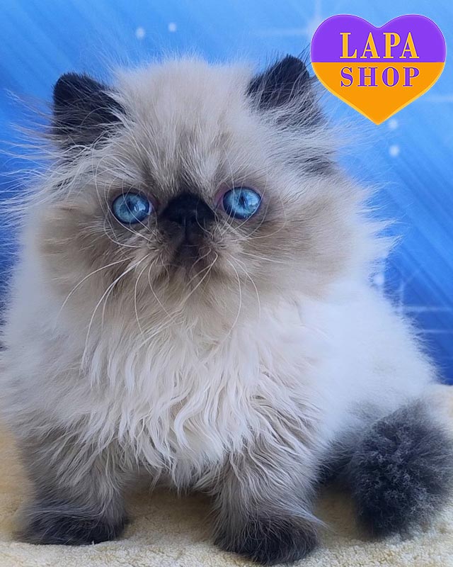 поинтовая персидская кошка