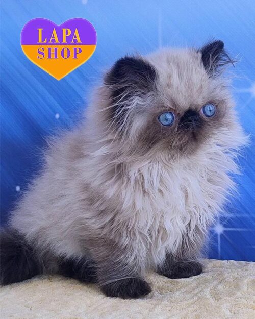 пойнтовий перс