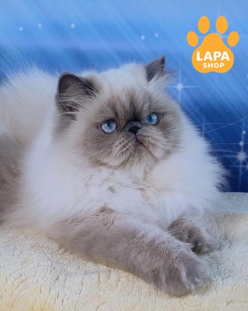 персидская кошка