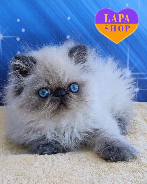 блакитно-пойнтовий перс