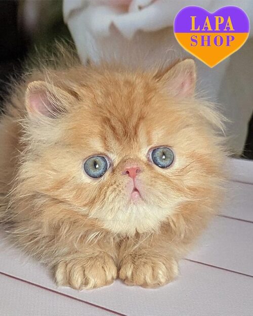 red Persian kitten