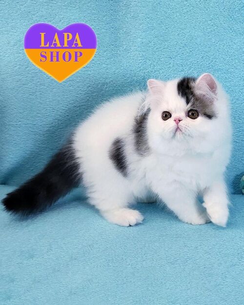 персидский белый арлекин