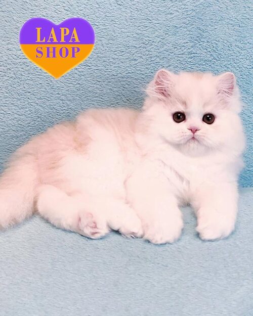 красно-серебристый персидский котенок