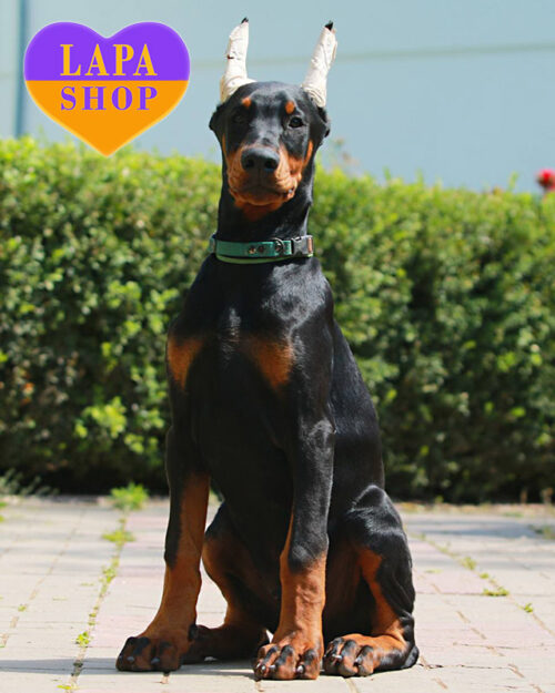 доберман чорно підпалого забарвлення