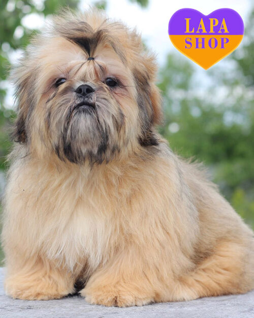 red shih tzu