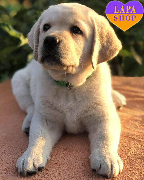 fawn Labrador Retriever