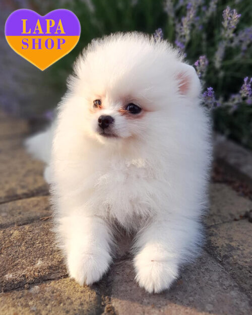 померанский шпиц