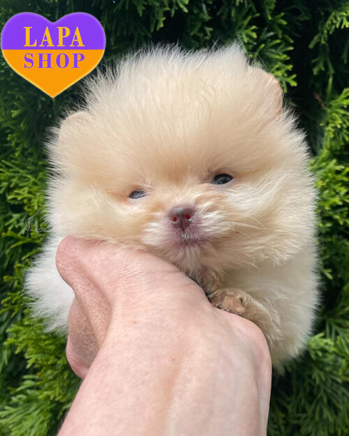 кремовый померанский шпиц