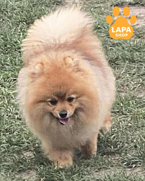 соболиний померанський шпіц