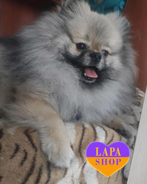 померанский шпиц