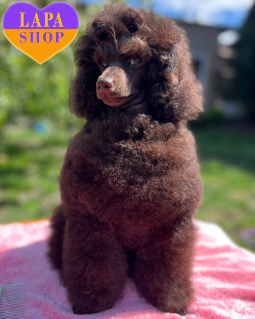 пудель мініатюрний коричневого забарвлення