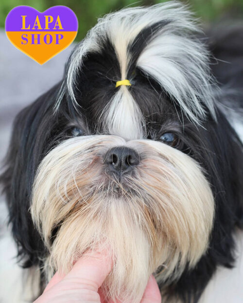 ши-тцу черно-белого окраса