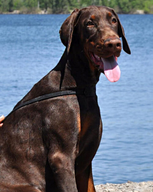 Доберман коричневого підпалого забарвлення