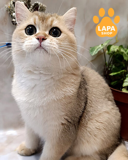 чорний золотий британська короткошерста