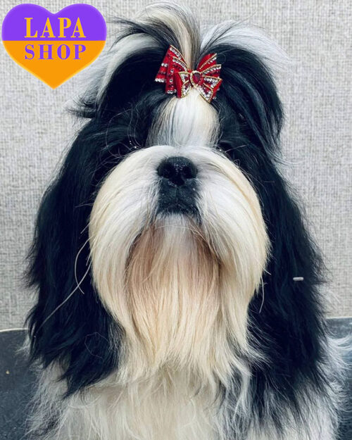 Quinti Grace — очаровательный красавец породы ши-тцу черно-белой окраски