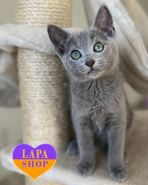 Russian Blue Kitty