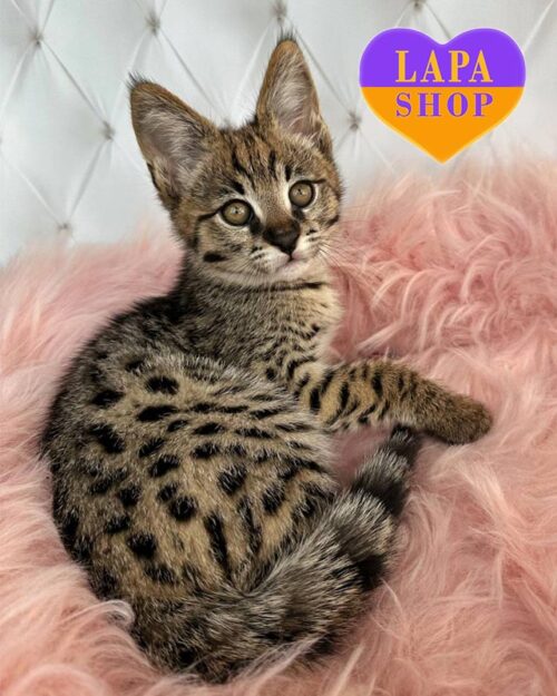 саванна первого поколения