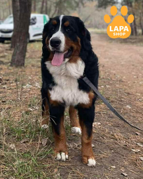 триколорний бернський зенненхунд