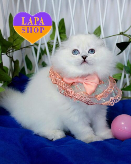 Висловуха довгошерста шотландська красуня в сріблястій шубці Agidel