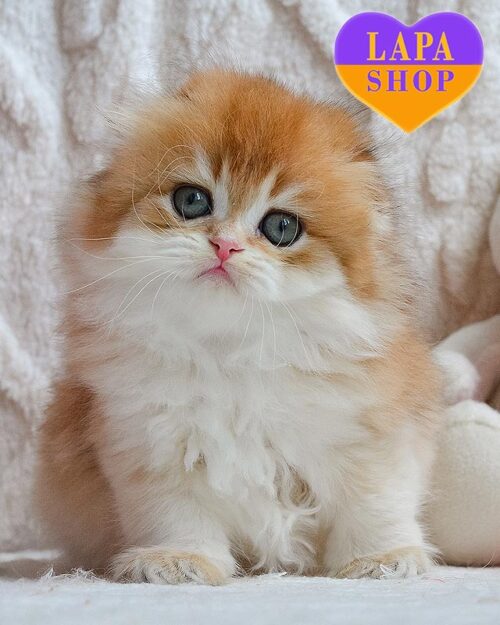 золотая длинношерстная шотландка