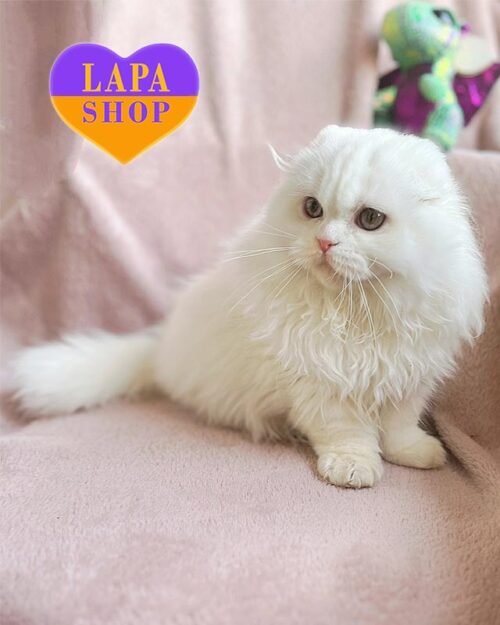 білий хайленд-фолд