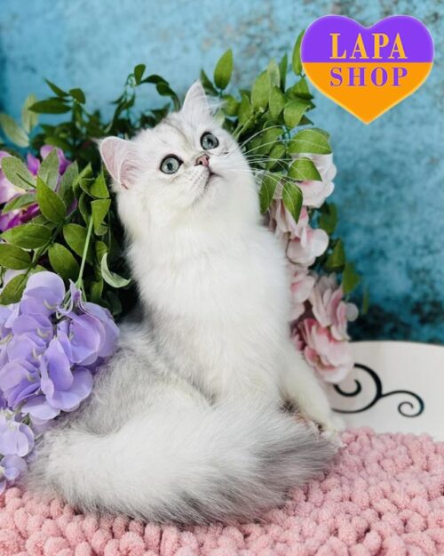 Glamurchik — шотландський довгошерстий красунчик в сріблястого забарвлення