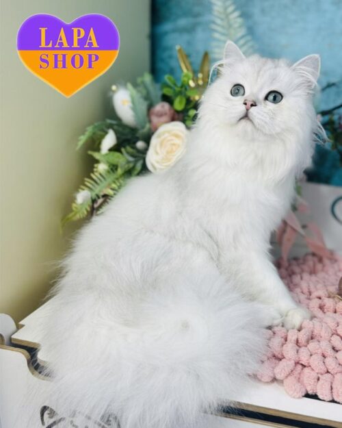 Елегантний шотландський довгошерстий котик у сріблястій шубці Gucci