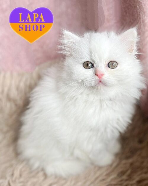 білий хайленд-страйт