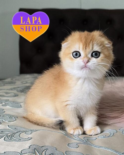 flexi Scottish Fold