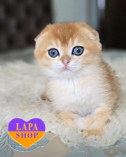 скотіш фолд флексі