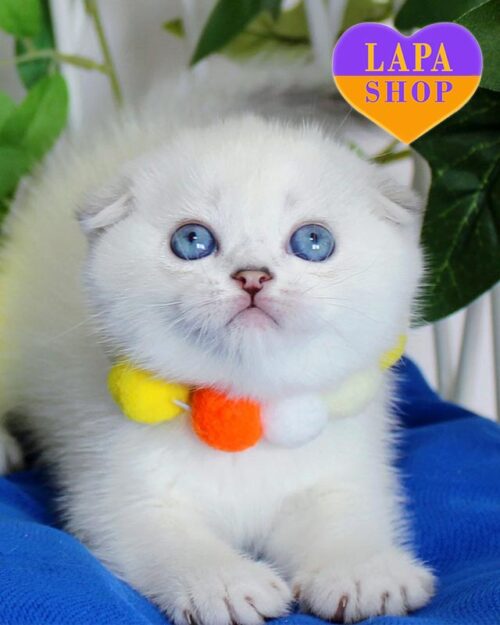 Bianca is a Graceful Scottish Fold Beauty in a Silver Fur Coat