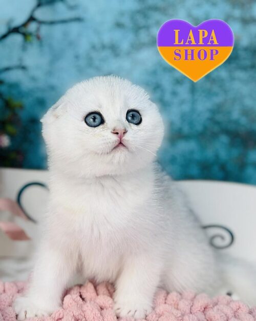 silver Scottish Fold
