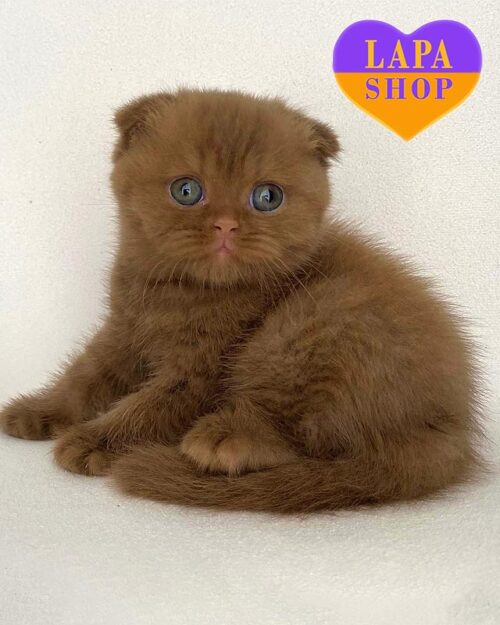 Jack is an Exclusive Scottish Fold Kitten in a Luxurious Cinnamon Fur Coat