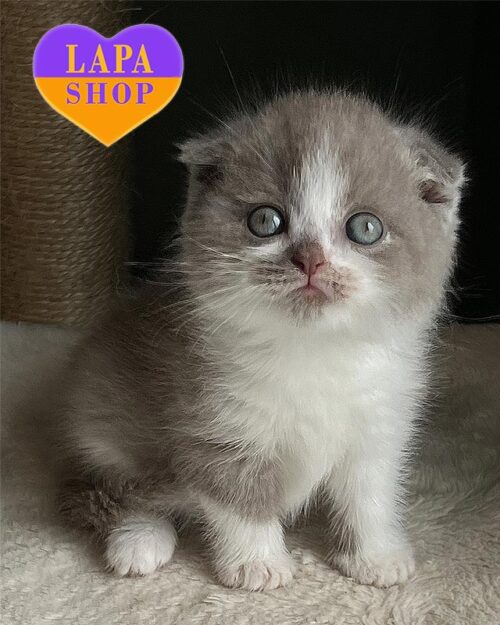 lilac white Scottish Fold